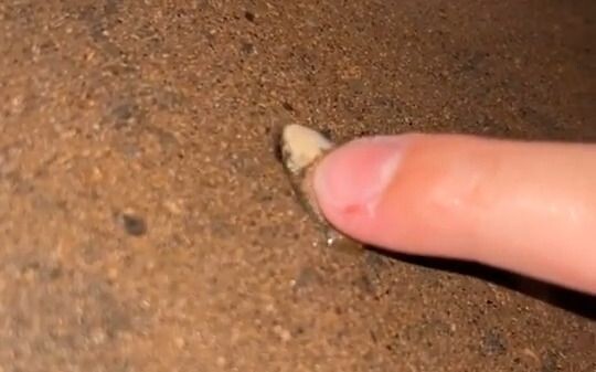Froggy: Tried to play dead to escape, but couldn’t keep it up… Gotta run!