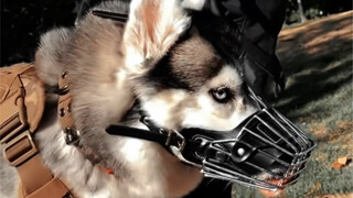 Dùng dây đeo chiến thuật để lập nên một đội Paw Patrol!