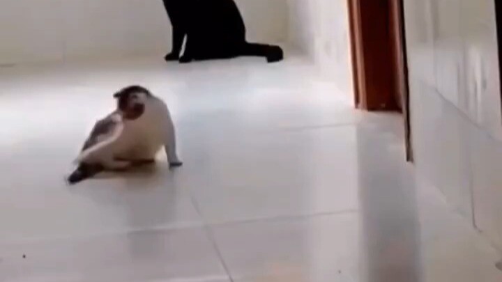 Tail