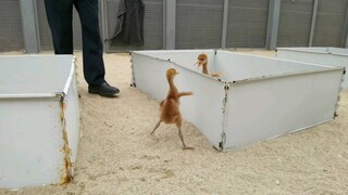 How Fierce The Little Red-Crowned Crane Is!