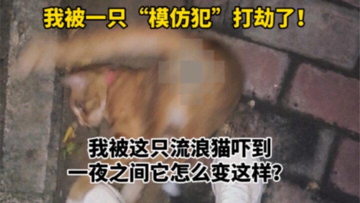 Con mèo hoang này tinh quái hết chỗ chê: biết “biến mặt” lại còn bắt chước giỏi nữa!