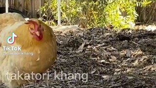 sự khác biệt giữa gà nước ngoài và gà Việt Nam 😂