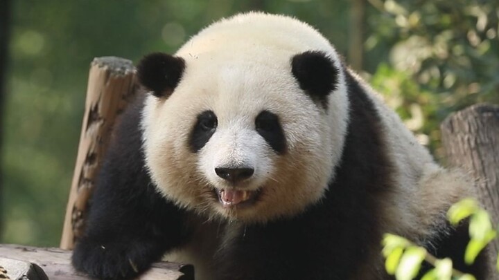 Hua Hua’s triple flip completely captivated all the aunts.