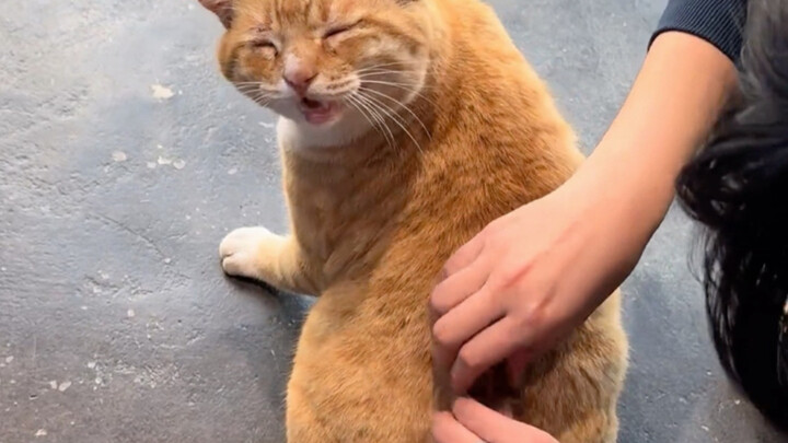 When I Scratched the Kitten for the First Time