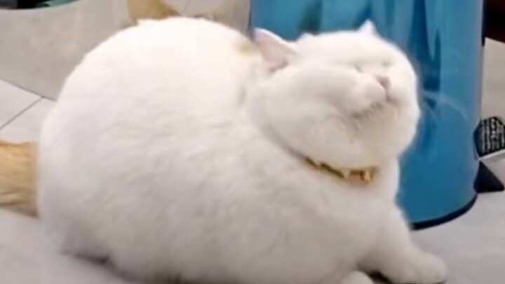 C Ronaldo cat!!