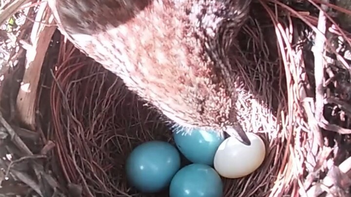 นกกาเหว่าส่งอาหารเดลิเวอรีให้แม่นก แต่ไข่นกกาเหว่ากลับถูกแม่นกแสนฉลาดกินเสียเอง