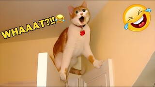 Funniest Animal Videos 2023😅 Best Funny Cats & Dogs Videos🥰9