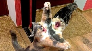 สัตว์ตลกๆ - แมว / สุนัขตลก - วิดีโอสัตว์ตลก / Best of มีนาคม 2022