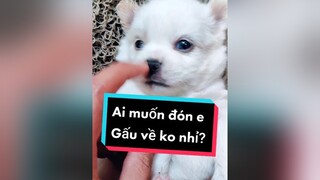 Ai muốn đón gấu về ko nhỉ? cunyeucuadua chó chócon chókhôn chócute xuhuong fyp