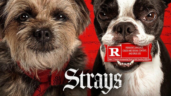 Strays Watch For Movie : Link In Description
