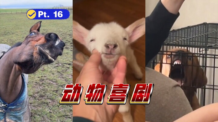 🐴 คอมเมดี้สัตว์ ตอนที่ 16 【คลิปหายาก: การขนส่งนกกระจอกเทศ】🦆