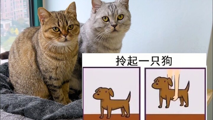 Whose cat is as hard as a dog?