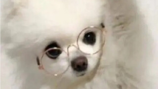 Got a dog now—I don’t even want to talk to people who don’t have one anymore.