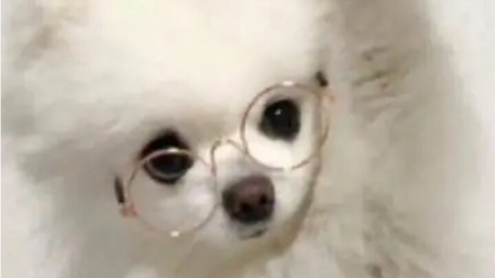 لدي كلب الآن، ولم أعد أرغب في التحدث مع من ليس لديه كلب.