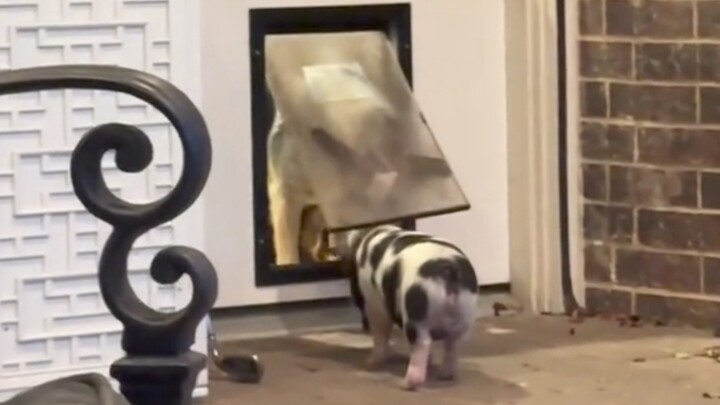 Dog: You’re seriously so dumb!