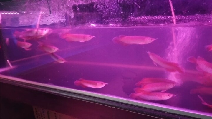 Anakan ikan Red Arwana