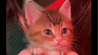 俄罗斯猫祝你早安