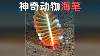 一种神奇的海底动物：海笔