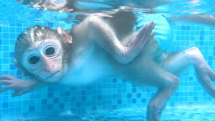 Monkey Baby Bon Bon ว่ายน้ำกับลูกเป็ดที่สระน้ำและกินไอศกรีมผลไม้กับลูกสุนัขในสวน