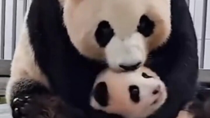 Huibao fiddles with Grandpa Jiang’s camera lens and is forcibly dragged away by Aibao: “Dad, you go 