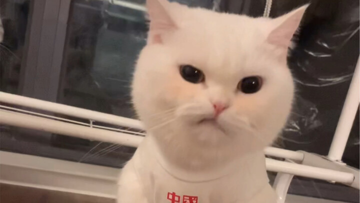 The little kitten looks super cute on the surface, but she’s actually super stubborn.