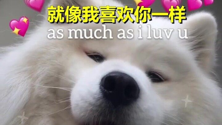 Những lời tỏ tình “sến sẩm” của Samoyed, để tiểu công chúa Maya chữa lành cho bạn!