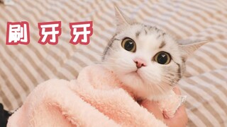 给暴躁小猫咪刷牙，主人险些被挠成筛子！