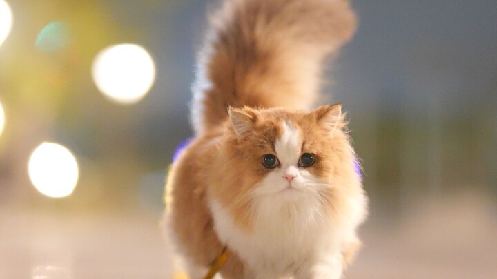 Two Methods to Make Your Cat Behave Better with Each Walk