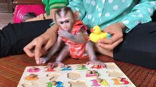 Baby monkey learn the members