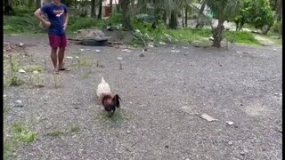 irish balck 7 months old👌 napakadeskarte Ng laro broodcock pa kalaban 😁