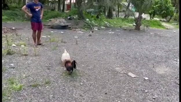 irish balck 7 months old👌 napakadeskarte Ng laro broodcock pa kalaban 😁