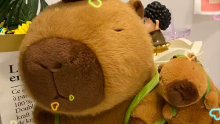 Who could possibly resist a capybara!