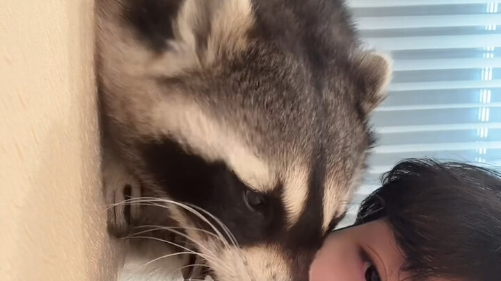 Rakun benar-benar suka mencubit bola mataku!