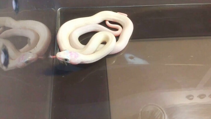 Such a gentle White Lady loves