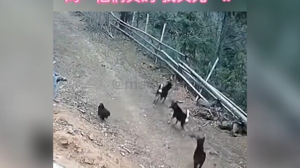 Paw Patrol is all on the move!