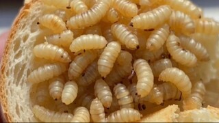 Keju unik namun extrem ini kazu marzu