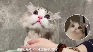 When the cat is being bathed, it suddenly blanks out as if its soul has been taken over.