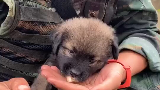 Anak anjing manja meminta ciuman, pelukan, dan juga daging dari kakak prajurit pasukan khusus!