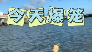 วันนี้ไม่ธรรมดาจริงๆ ปลาดูแลตู้เต่ากระโดดออกจากกรงแล้ว #กลางแจ้ง #โครงการเกษตรกรรุ่นใหม่2024 #สามการ