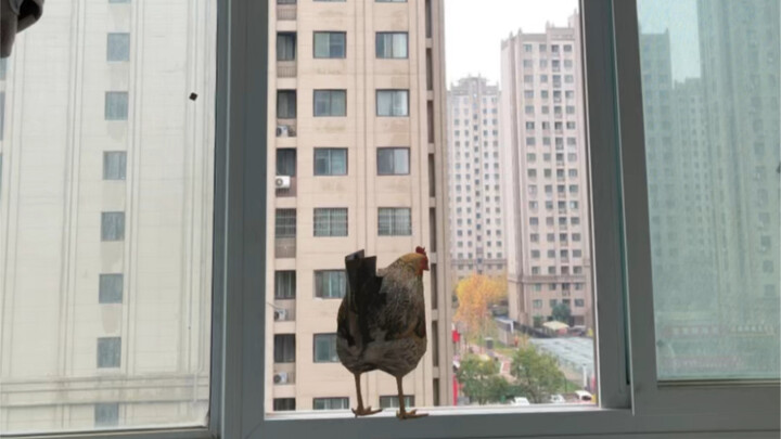 Lấy xuống chia cho bạn một nửa.