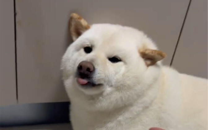 Original version with original audio, please support the official Tangyuan release!