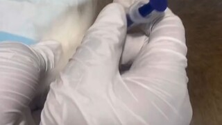 Bỏ rơi chú chó nhỏ lang thang, Corgi mất đi hơn nửa mạng sống