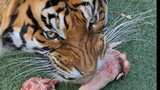 This is how a tigers destroy metal !