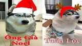 Dương KC | Ngáo Và Ngơ #6 | chó thông minh đáng yêu | funny cute smart dog pets | Thú Cưng TV