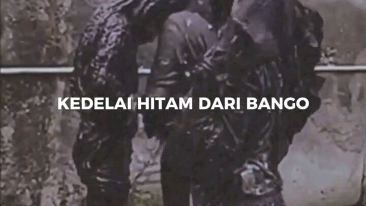 kedelai hitam