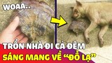 Con lu 'ĐI MẤT TÍCH' nguyên đêm, sáng mở mắt ra thì thấy nó 'MANG ĐỒ LẠ' về nhà 😂 | Gâu Đần