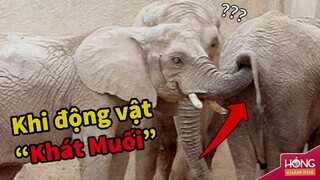 Khi động vật hoang dã "khát muối" và đây là cách thỏa mãn| Hóng Khám Phá