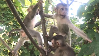 Three little monkeys jumping on the bush and tree
