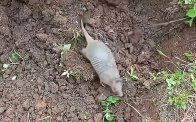 สัตว์ไม่ทราบชนิดตัวหนึ่ง～