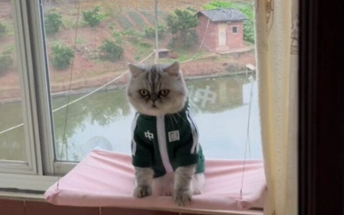 Stop at red lights, go at green lights; when going up and down stairs, keep to the right and don't r